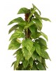 Patos Salon Sarmaşığı (Pothos)